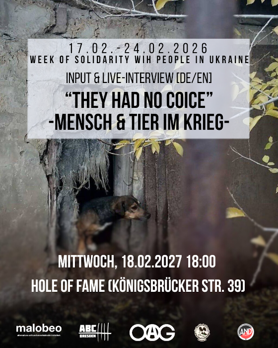 Kleiner Hund der aus einem kaputten Haus herausschaut in der UKraine